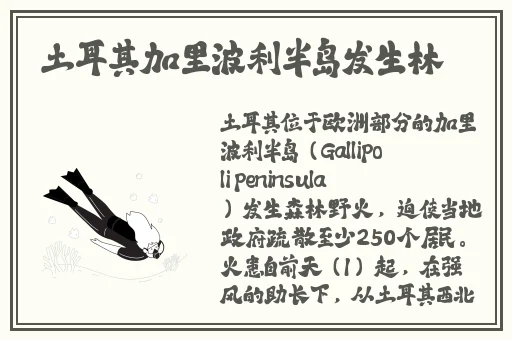 港三板杨玉环